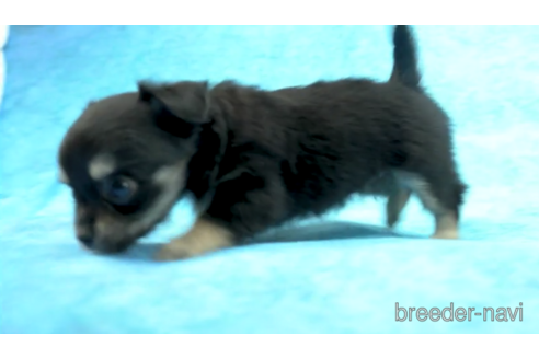 成約済の東京都のチワワ(ロングコート)-154174の6枚目